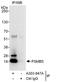 MB1 antibody, A303-847A, Bethyl Labs, Immunoprecipitation image 