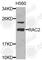 Rac Family Small GTPase 2 antibody, A1139, ABclonal Technology, Western Blot image 