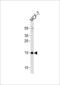 RNA Polymerase II Subunit J3 antibody, PA5-49326, Invitrogen Antibodies, Western Blot image 