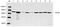 HSP70 antibody, LS-B14112, Lifespan Biosciences, Western Blot image 