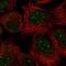 Gon-4 Like antibody, NBP2-56675, Novus Biologicals, Immunocytochemistry image 