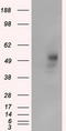 PKR2 antibody, TA501104, Origene, Western Blot image 