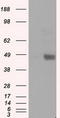Lysyl Oxidase antibody, TA500868S, Origene, Western Blot image 