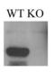 Ataxin 1 antibody, 73-122, Antibodies Incorporated, Western Blot image 