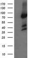 Host cell factor 2 antibody, MA5-26090, Invitrogen Antibodies, Western Blot image 