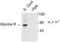 Glycine Receptor Alpha 1 antibody, TA309158, Origene, Western Blot image 