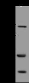 Exocyst complex component 8 antibody, 205699-T36, Sino Biological, Western Blot image 