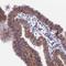 B9 Domain Containing 2 antibody, PA5-60050, Invitrogen Antibodies, Immunohistochemistry frozen image 