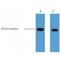 E2 tag antibody, LS-C387302, Lifespan Biosciences, Western Blot image 