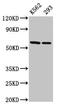 Chaperonin Containing TCP1 Subunit 7 antibody, CSB-PA859112LA01HU, Cusabio, Western Blot image 