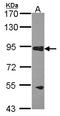 RAS P21 Protein Activator 3 antibody, LS-C185810, Lifespan Biosciences, Western Blot image 