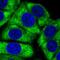 60S ribosomal protein L24 antibody, NBP2-33622, Novus Biologicals, Immunofluorescence image 