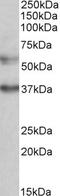 Calcium uptake protein 1, mitochondrial antibody, EB10862, Everest Biotech, Western Blot image 
