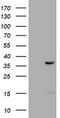 Thymidylate Synthetase antibody, TA800973AM, Origene, Western Blot image 