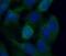 Integrin Subunit Alpha 3 antibody, FNab04344, FineTest, Immunofluorescence image 