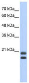 Prg antibody, TA345808, Origene, Western Blot image 