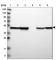Abhydrolase Domain Containing 3 antibody, HPA010729, Atlas Antibodies, Western Blot image 