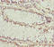 Keratocan antibody, LS-C675941, Lifespan Biosciences, Immunohistochemistry paraffin image 
