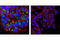 SPARC antibody, 5420S, Cell Signaling Technology, Immunofluorescence image 