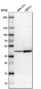 Zebrin II antibody, HPA003282, Atlas Antibodies, Western Blot image 