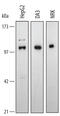 Heat Shock Protein Family H (Hsp110) Member 1 antibody, AF4029, R&D Systems, Western Blot image 