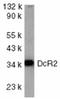 TNF Receptor Superfamily Member 10d antibody, ADI-AAP-371-E, Enzo Life Sciences, Western Blot image 