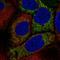 Hexokinase Domain Containing 1 antibody, HPA064198, Atlas Antibodies, Immunocytochemistry image 
