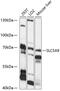 Sodium/glucose cotransporter 4 antibody, 15-813, ProSci, Western Blot image 