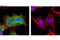 Lin-28 Homolog A antibody, 8706S, Cell Signaling Technology, Immunofluorescence image 