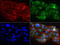 Mitochondrial Ribosomal Protein S7 antibody, LS-C796884, Lifespan Biosciences, Immunofluorescence image 