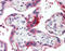 G Protein Signaling Modulator 2 antibody, ARP51303_P050, Aviva Systems Biology, Immunohistochemistry paraffin image 
