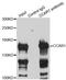 CARP-1 antibody, LS-C748636, Lifespan Biosciences, Immunoprecipitation image 