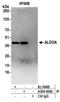 Aldolase, Fructose-Bisphosphate A antibody, A304-495A, Bethyl Labs, Immunoprecipitation image 