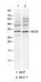 Histone Deacetylase 3 antibody, orb157454, Biorbyt, Western Blot image 