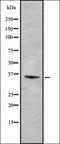 Keratin 15 antibody, orb378152, Biorbyt, Western Blot image 