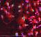 Nuclear receptor ROR-alpha antibody, ab60134, Abcam, Immunofluorescence image 