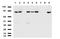 ERCC Excision Repair 4, Endonuclease Catalytic Subunit antibody, LS-C796685, Lifespan Biosciences, Western Blot image 