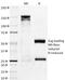 BCL2 Like 1 antibody, 33-071, ProSci, Immunohistochemistry paraffin image 