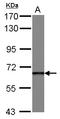 DEAD-Box Helicase 49 antibody, LS-C155575, Lifespan Biosciences, Western Blot image 
