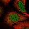 Shisa Family Member 2 antibody, HPA050172, Atlas Antibodies, Immunofluorescence image 