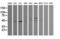 Tripartite Motif Containing 38 antibody, TA505983S, Origene, Western Blot image 
