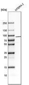 Neuroligin 3 antibody, HPA003183, Atlas Antibodies, Western Blot image 