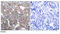 Src substrate protein p85 antibody, AP02764PU-N, Origene, Immunohistochemistry frozen image 