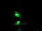 Exosome complex exonuclease RRP42 antibody, TA504239, Origene, Immunofluorescence image 
