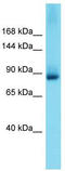 Glutamate Receptor Interacting Protein 2 antibody, TA338323, Origene, Western Blot image 