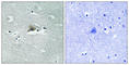 Claudin 5 antibody, abx012679, Abbexa, Western Blot image 