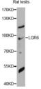 Leucine-rich repeat-containing G-protein coupled receptor 6 antibody, LS-C749186, Lifespan Biosciences, Western Blot image 