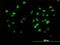 Cullin 4B antibody, H00008450-B01P, Novus Biologicals, Immunofluorescence image 