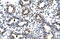PR/SET Domain 14 antibody, 27-812, ProSci, Immunohistochemistry frozen image 