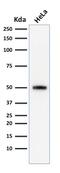 p53 antibody, GTX34933, GeneTex, Western Blot image 